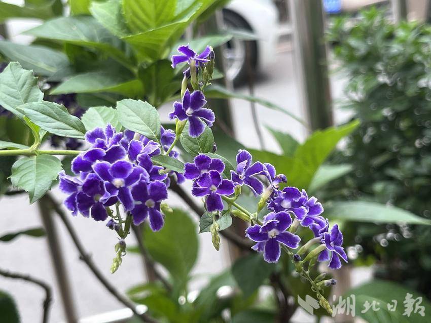 下载赠送彩金